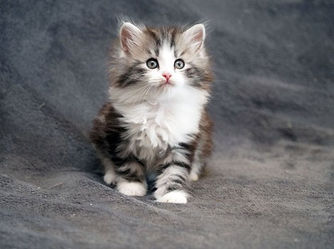 Shadow am 19.06.2025